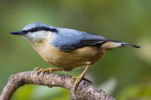 Nuthatch Nuthatch